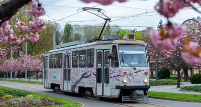  Модернизированная tatra t3m едет через сад сакуры